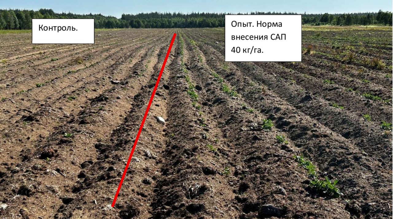 Всходы картофеля в АркСид